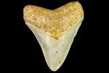 Fossil Megalodon Tooth - North Carolina #109899-2